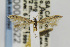  ( - CNCLEP00043522)  @13 [ ] CreativeCommons - Attribution Non-Commercial Share-Alike (2011) Jean-Francois Landry Canadian National Collection