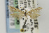  ( - CNCLEP00043578)  @11 [ ] CreativeCommons - Attribution Non-Commercial Share-Alike (2011) Jean-Francois Landry Canadian National Collection