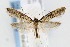 (Elatobia carbonella - CNCLEP00067825)  @15 [ ] CreativeCommons - Attribution Non-Commercial Share-Alike (2007) Unspecified Canadian National Collection