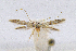  ( - CNCLEP00068825)  @13 [ ] CreativeCommons - Attribution Non-Commercial Share-Alike (2007) Unspecified Canadian National Collection
