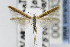  (Coleophora JFL191 - CNCLEP00076389)  @12 [ ] CreativeCommons - Attribution Non-Commercial Share-Alike (2007) Unspecified Canadian National Collection