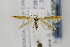 ( - CNCLEP00077658)  @13 [ ] CreativeCommons - Attribution Non-Commercial Share-Alike (2011) Jean-Francois Landry Canadian National Collection