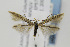  ( - CNCLEP00077744)  @14 [ ] CreativeCommons - Attribution Non-Commercial Share-Alike (2011) Jean-Francois Landry Canadian National Collection