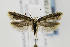  ( - CNCLEP00077750)  @13 [ ] CreativeCommons - Attribution Non-Commercial Share-Alike (2011) Jean-Francois Landry Canadian National Collection