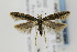  ( - CNCLEP00077758)  @13 [ ] CreativeCommons - Attribution Non-Commercial Share-Alike (2011) Jean-Francois Landry Canadian National Collection