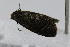  ( - CNCLEP00078015)  @12 [ ] CreativeCommons - Attribution Non-Commercial Share-Alike (2007) Unspecified Canadian National Collection
