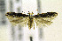  ( - CNCLEP00108914)  @14 [ ] CreativeCommons - Attribution Non-Commercial Share-Alike (2013) Jean-Francois Landry Canadian National Collection
