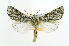  ( - CNCLEP00110065)  @13 [ ] CreativeCommons - Attribution Non-Commercial Share-Alike (2013) Jean-Francois Landry Canadian National Collection