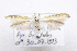  (Coleophora nevadella - CNCLEP00111101)  @11 [ ] CreativeCommons - Attribution Non-Commercial Share-Alike (2014) Jean-Francois Landry Canadian National Collection