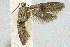  (Wockia sp - JCS-DNA-001)  @12 [ ] Copyright (2007) Unspecified Canadian National Collection