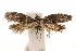  (Wockia koreana - JCS-DNA-002)  @11 [ ] Copyright (2007) Unspecified Canadian National Collection