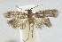  (Wockia variata - JCS-DNA-003)  @13 [ ] Copyright (2007) Unspecified Canadian National Collection