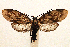  (Urodus cumulata - JCS-DNA-005)  @14 [ ] Copyright (2007) Unspecified Canadian National Collection