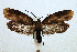  (Urodus costaricae - JCS-DNA-006)  @14 [ ] Copyright (2007) Unspecified Canadian National Collection