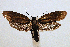  (Urodus decensDHJ02 - JCS-DNA-007)  @14 [ ] Copyright (2007) Unspecified Canadian National Collection