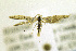  ( - JD10200)  @13 [ ] Copyright (2013) Jean-Francois Landry Canadian National Collection