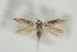  ( - LACMENT326796)  @12 [ ] Copyright (2014) Jean-Francois Landry Canadian National Collection