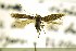  (Ephysteris olympica - MEM18655)  @13 [ ] Copyright (2014) Jean-Francois Landry Canadian National Collection