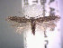  (Scrobipalpa sp. 1 - POHL-10-00155)  @13 [ ] Copyright (2007) Unspecified Canadian National Collection
