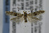  ( - CNCLEP00007076)  @14 [ ] CreativeCommons - Attribution Non-Commercial Share-Alike (2007) Unspecified Canadian National Collection