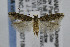  (Scrobipalpopsis new sp. 1 - CNCLEP00007180)  @14 [ ] CreativeCommons - Attribution Non-Commercial Share-Alike (2007) Unspecified Canadian National Collection
