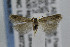  ( - CNCLEP00007225)  @13 [ ] CreativeCommons - Attribution Non-Commercial Share-Alike (2007) Unspecified Canadian National Collection