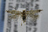  ( - CNCLEP00007228)  @13 [ ] CreativeCommons - Attribution Non-Commercial Share-Alike (2007) Unspecified Canadian National Collection