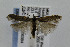  (Filatima albicostella - CNCLEP00008384)  @14 [ ] CreativeCommons - Attribution Non-Commercial Share-Alike (2007) Unspecified Canadian National Collection