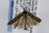 ( - CNCLEP00008390)  @13 [ ] CreativeCommons - Attribution Non-Commercial Share-Alike (2007) Unspecified Canadian National Collection