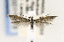 ( - CNCLEP00011618)  @11 [ ] CreativeCommons - Attribution Non-Commercial Share-Alike (2016) Jean-Francois Landry Canadian National Collection