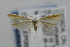  ( - CNCLEP00035951)  @13 [ ] CreativeCommons - Attribution Non-Commercial Share-Alike (2007) Unspecified Canadian National Collection