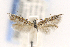 ( - CNCLEP00046559)  @13 [ ] CreativeCommons - Attribution Non-Commercial Share-Alike (2016) Jean-Francois Landry Canadian National Collection