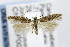  (Gnorimoschema rotundatum - CNCLEP00077988)  @14 [ ] CreativeCommons - Attribution Non-Commercial Share-Alike (2007) Unspecified Canadian National Collection