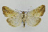  (Evergestis aridalis - CNCLEP00078033)  @14 [ ] CreativeCommons - Attribution Non-Commercial Share-Alike (2007) Unspecified Canadian National Collection