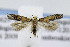  (Gnorimoschema VNG021 - JD6629)  @14 [ ] Copyright (2007) Unspecified Canadian National Collection