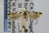 ( - USNMENT00656196)  @13 [ ] Copyright (2007) Unspecified Canadian National Collection