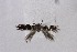  ( - CNCLEP00142069)  @12 [ ] CreativeCommons - Attribution Non-Commercial Share-Alike (2016) Jean-Francois Landry Canadian National Collection