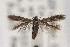 (Neoscythris JFL256 - EMEC1149701)  @14 [ ] Copyright (2016) Jean-Francois Landry Canadian National Collection