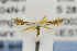  ( - USNMENT00656375)  @11 [ ] Copyright (2011) Jean-Francois Landry Canadian National Collection