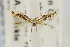  ( - USNMENT00656506)  @12 [ ] Copyright (2011) Jean-Francois Landry Canadian National Collection