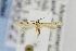  ( - USNMENT00656522)  @14 [ ] Copyright (2011) Jean-Francois Landry Canadian National Collection
