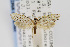  ( - USNMENT00656607)  @14 [ ] Copyright (2011) Jean-Francois Landry Canadian National Collection
