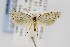  ( - USNMENT00656608)  @14 [ ] Copyright (2011) Jean-Francois Landry Canadian National Collection