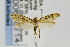  ( - USNMENT00656714)  @14 [ ] Copyright (2011) Jean-Francois Landry Canadian National Collection