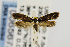  ( - USNMENT00656722)  @14 [ ] Copyright (2011) Jean-Francois Landry Canadian National Collection