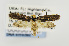  ( - USNMENT00656760)  @14 [ ] Copyright (2011) Jean-Francois Landry Canadian National Collection
