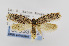  (Tiquadra inscitella - USNMENT00656792)  @13 [ ] Copyright (2011) Jean-Francois Landry Canadian National Collection