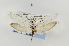  ( - USNMENT00656835)  @11 [ ] Copyright (2011) Jean-Francois Landry Canadian National Collection