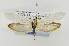  ( - USNMENT00656838)  @11 [ ] Copyright (2011) Jean-Francois Landry Canadian National Collection
