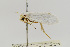  (Tegeticula cassandra - USNMENT00656849)  @12 [ ] Copyright (2011) Jean-Francois Landry Canadian National Collection